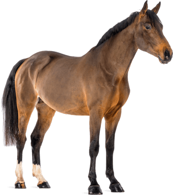 Large Animal Vet | Horse, Goat, Pig, Sheep, Llama & Alpaca Veterinarian |  Allegheny Equine Veterinary Service