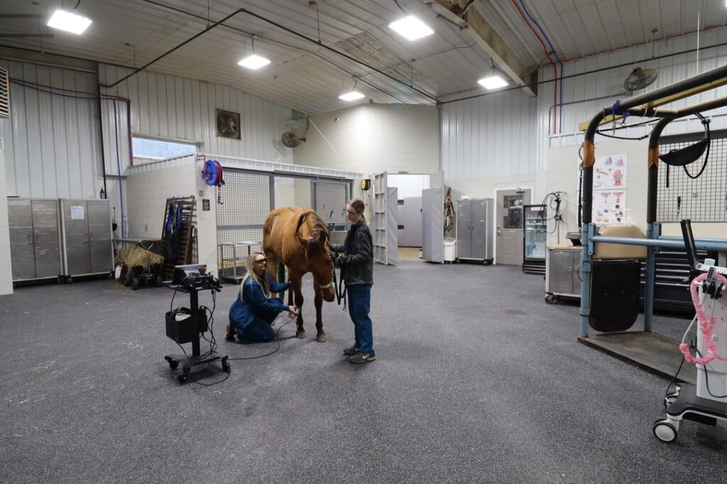 Animal Hospital | 24 Hour | Allegheny Equine Veterinary Service