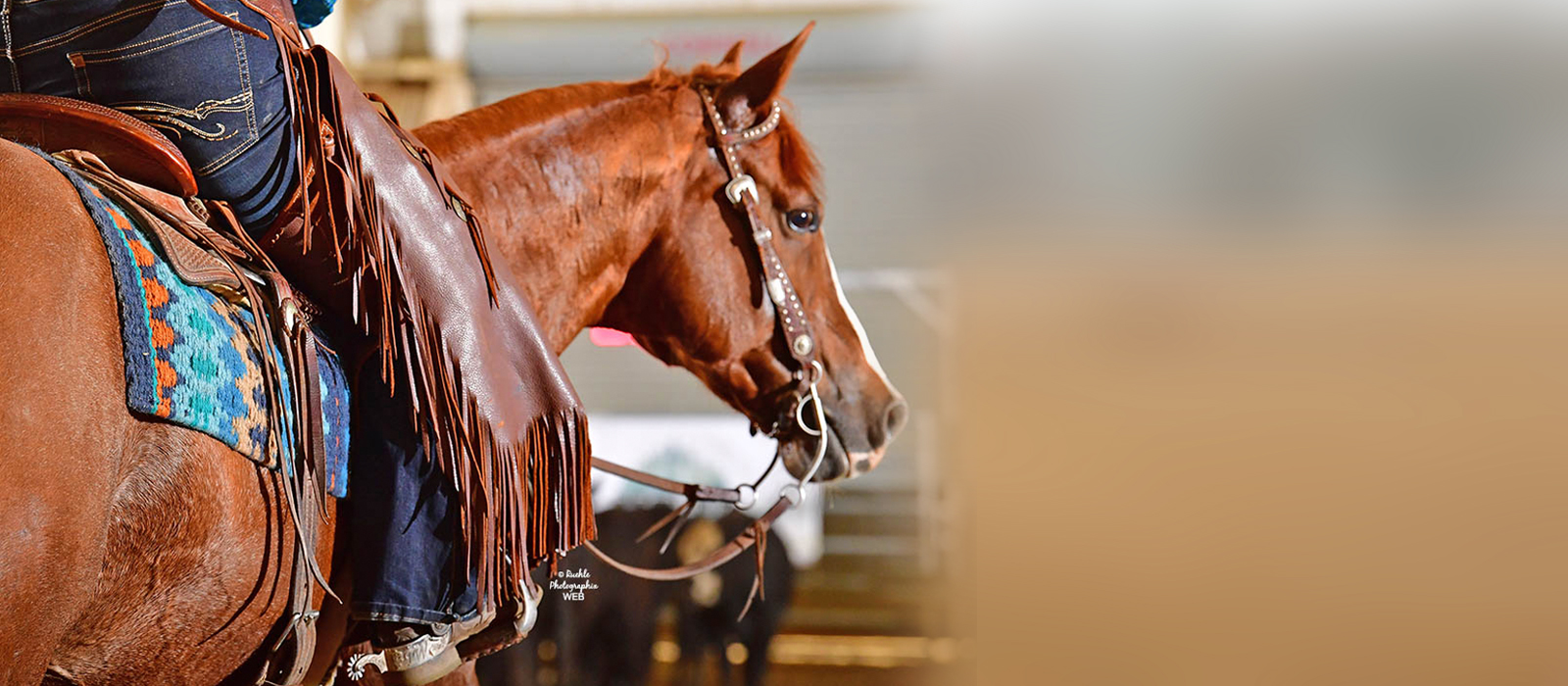 At Allegheny Equine Veterinary Service we offer a variety of services to care for the specific needs of your horse.
